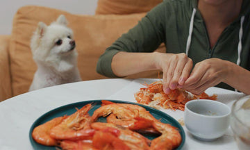 Can Dogs Eat Prawns? Let's Explore The Benefits - Natural Dog Supplements and Superfoods by Fetched