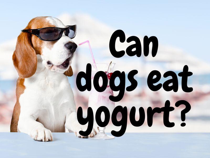 Can Dogs Eat Yogurt? A Dog Nutritionist Weighs In - Natural Dog Supplements and Superfoods by Fetched