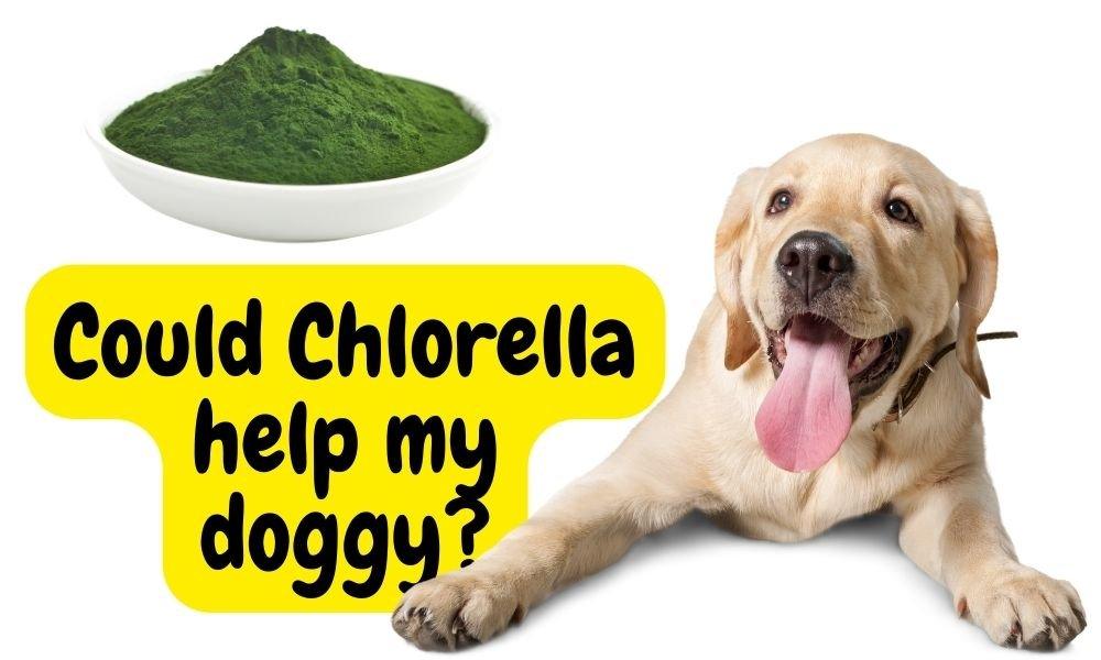 Chlorella for Dogs: Benefits and Tips - Natural Dog Supplements and Superfoods by Fetched