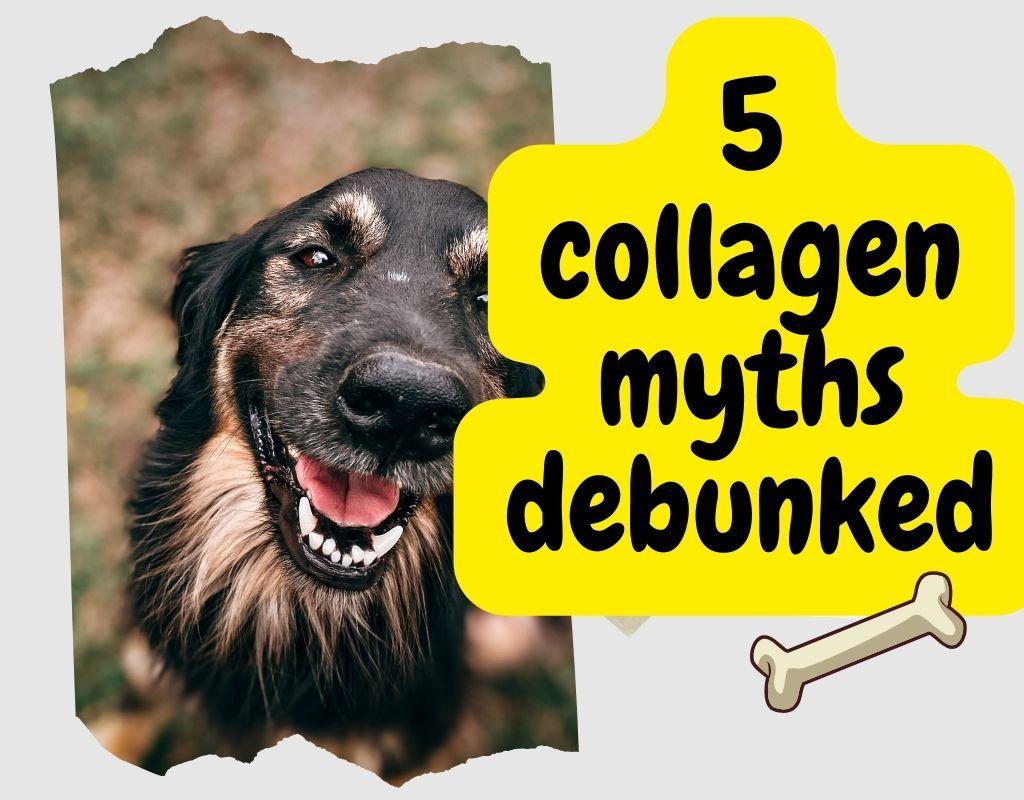 Collagen for Dogs: Myth vs. Reality - Natural Dog Supplements and Superfoods by Fetched