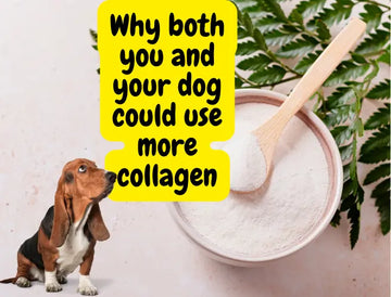 dog looking at collagen bowl