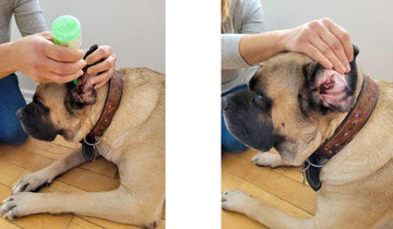 Dog Ear Cleaning: Step by Step Guide - Natural Dog Supplements and Superfoods by Fetched