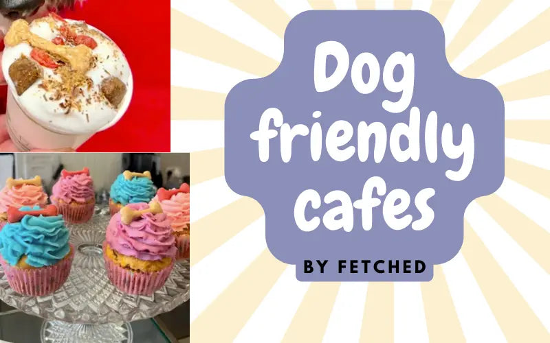 dog friendly cafes featured image