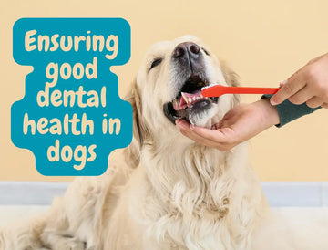 dog brushing teeth