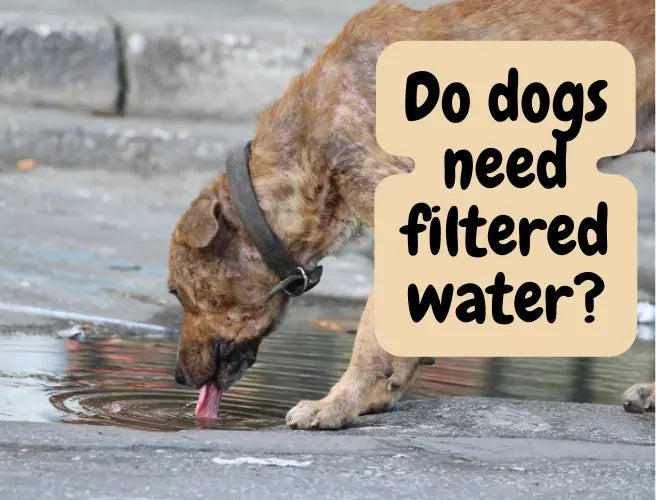 Does your dog really need need filtered water?