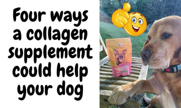 Four Ways Collagen Can Help Your Dog (Science Backed) - Natural Dog Supplements and Superfoods by Fetched