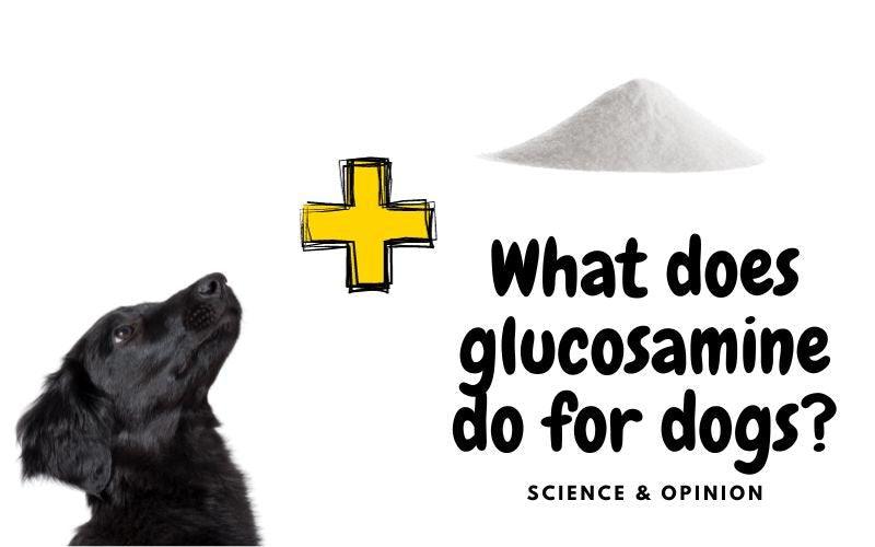 Glucosamine for Dogs: What Does Science Say? - Natural Dog Supplements and Superfoods by Fetched