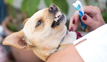 How to Clean a Dog's Mouth - A Step by Step Guide - Natural Dog Supplements and Superfoods by Fetched