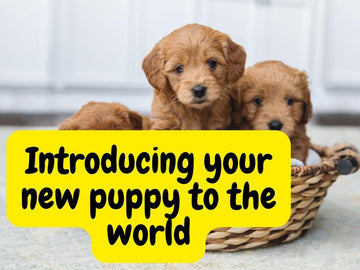 Introducing your new puppy to the world - Natural Dog Supplements and Superfoods by Fetched