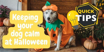 Keeping Your Dog Calm During Halloween and Fireworks Season - Natural Dog Supplements and Superfoods by Fetched