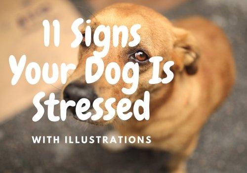 Signs Your Dog Is Stressed - Natural Dog Supplements and Superfoods by Fetched