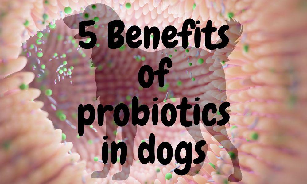 The Benefits Of Probiotics For Dogs According to Research - Natural Dog Supplements and Superfoods by Fetched