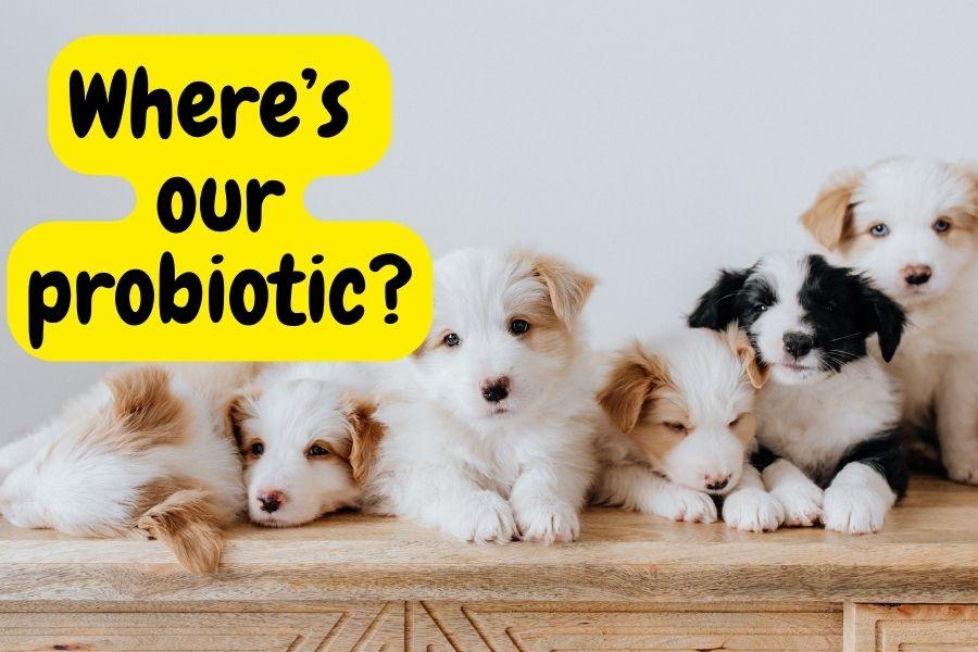 The Guide to Probiotics for Puppies - Natural Dog Supplements and Superfoods by Fetched