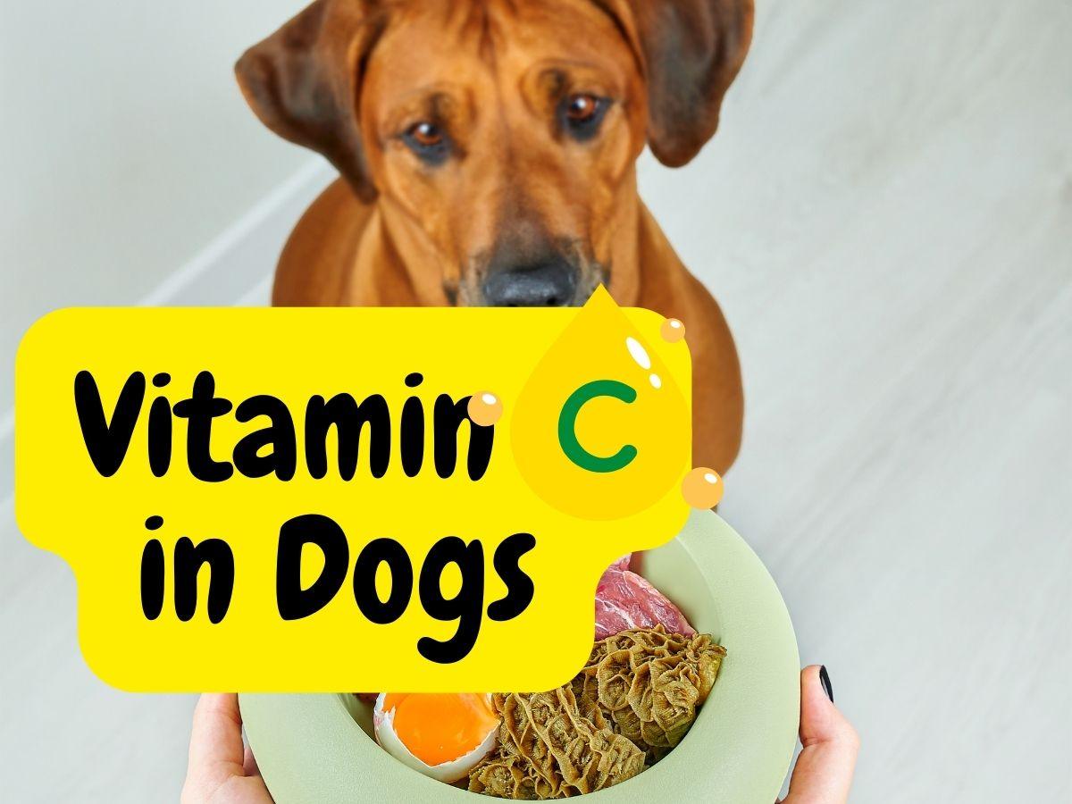 Natural vitamin c for dogs sale