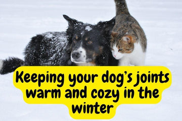 Winter Woofs: Expert Strategies to Shield Your Dog's Joints from the Chill - Natural Dog Supplements and Superfoods by Fetched