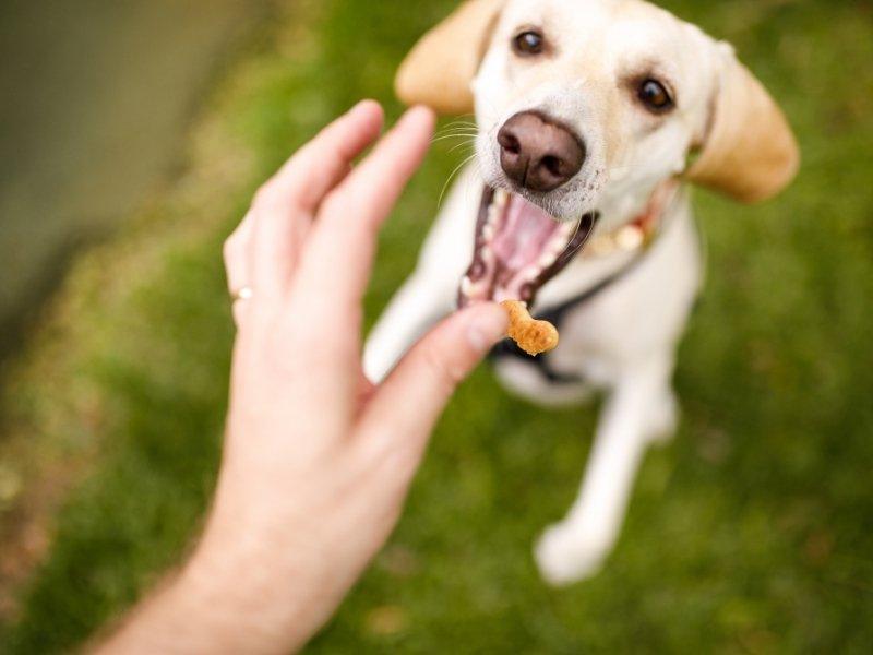 Dog Calming Treats - Fetched - Dog Calming Tips, Tricks and Other Resources for Dog Owners